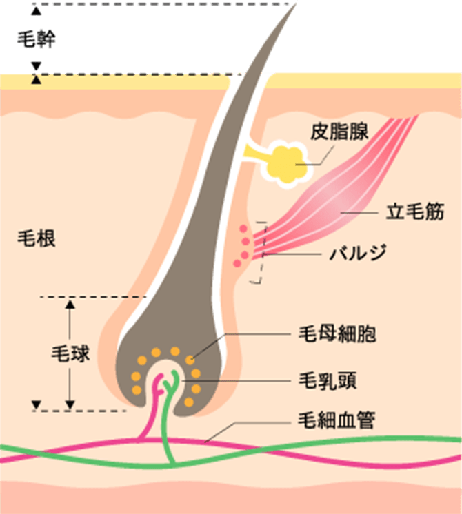 毛母細胞|発毛・育毛・養毛にD-TRAD（ディートラッド）